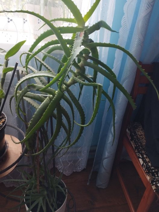 Кактус великий .