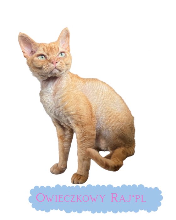 Devon rex reproduktor Pomorskie