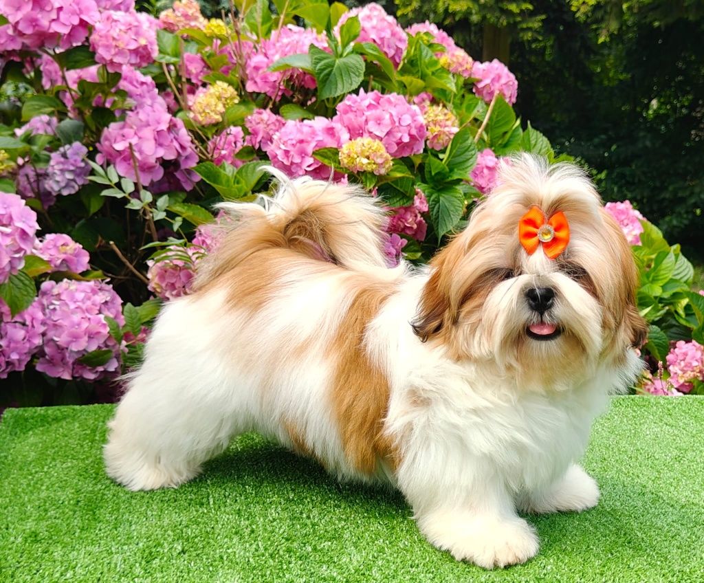 Śliczna suczka shih tzu ZKwP (FCI)
