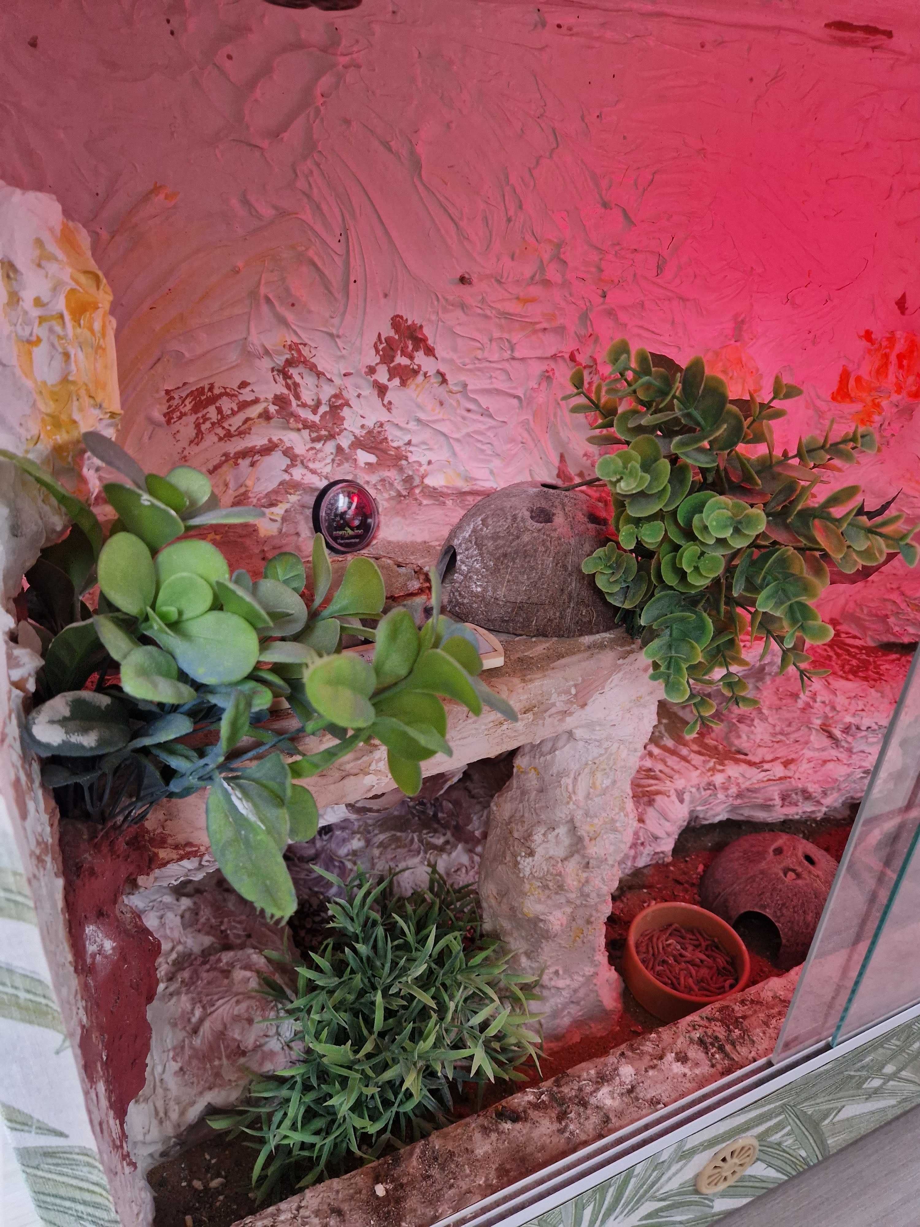 Terrarium ręcznie robione + 2 gekony GRATIS