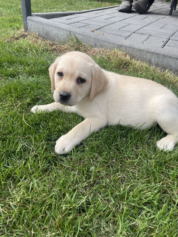 Labrador retriver-szczeniak  biszkoptowy do odbioru !