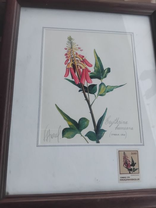 Quadro aguarela  mocambique unico