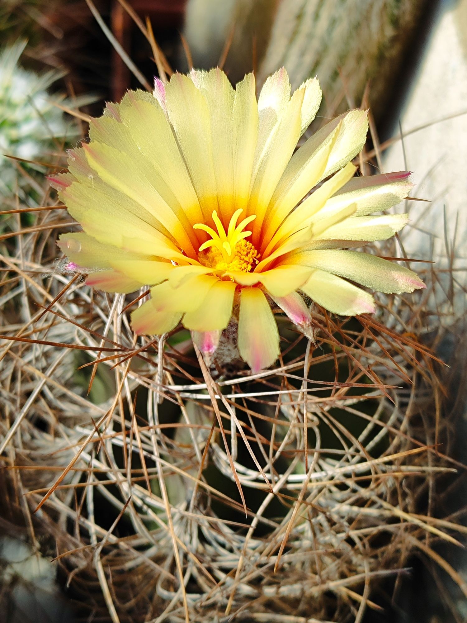 Кактусы и семена; Astrophytum, Melocactus, Rebutia