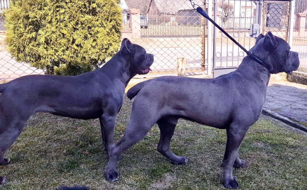 Cane corso szczenię