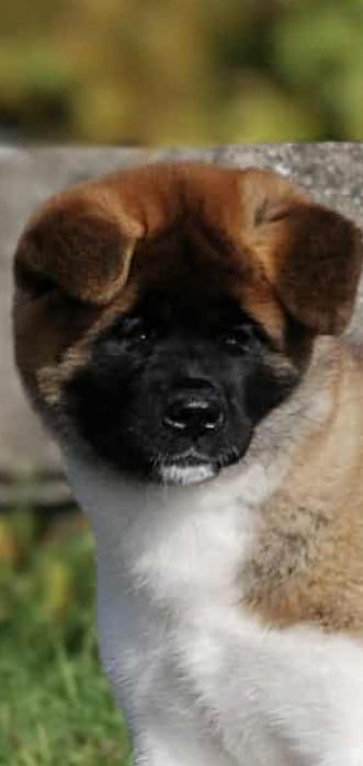 Akita Amerykańska Himeko Hirrani FCI