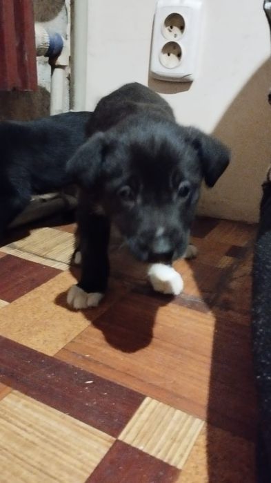 У добрі руки цуценята