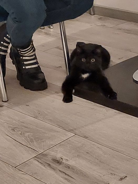 Oddam kotka za darmo!