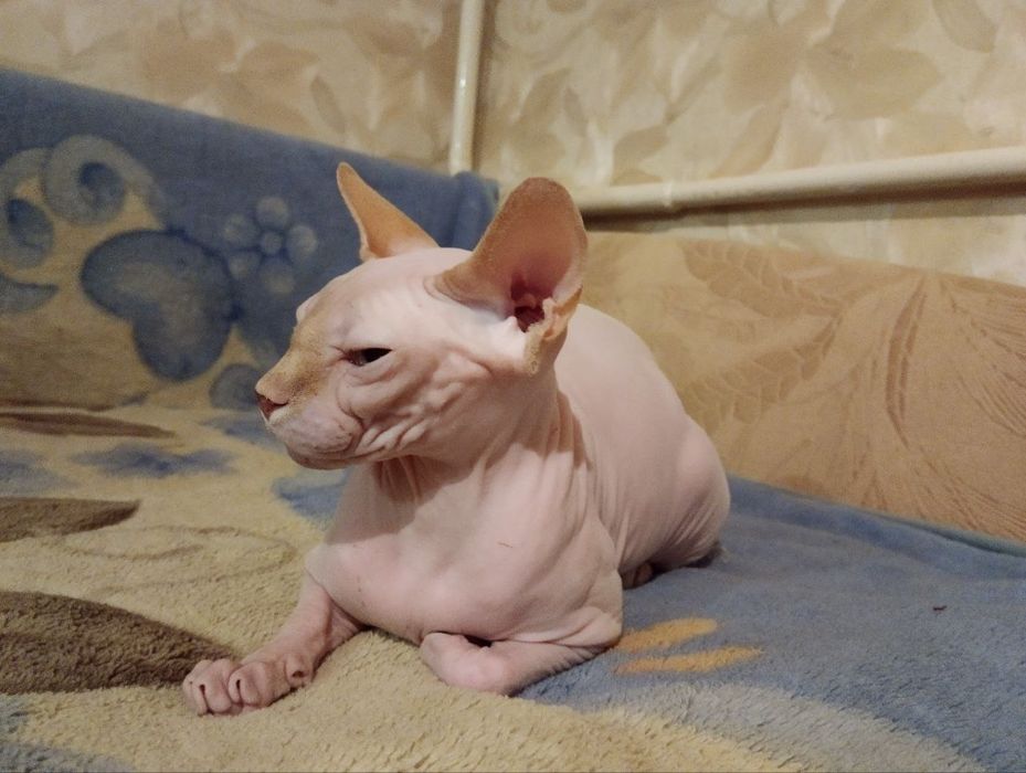 Канадський сфінкс- ідеальний домашній улюбленець