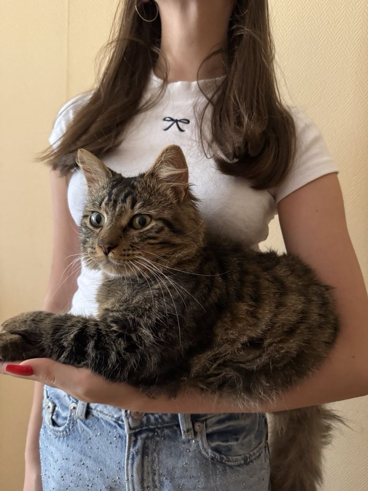 Віддам котика в добрі руки