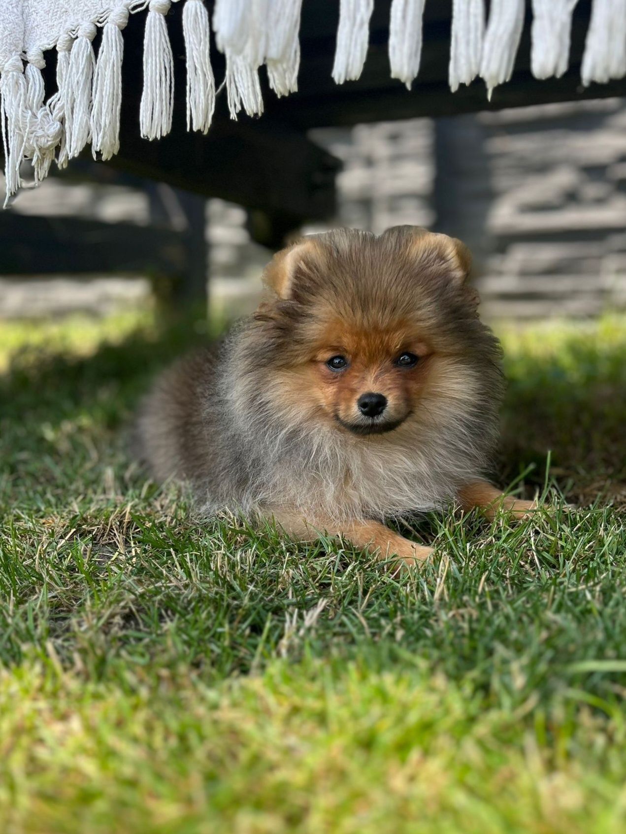 Pomeranian piesek gotowy do odbioru