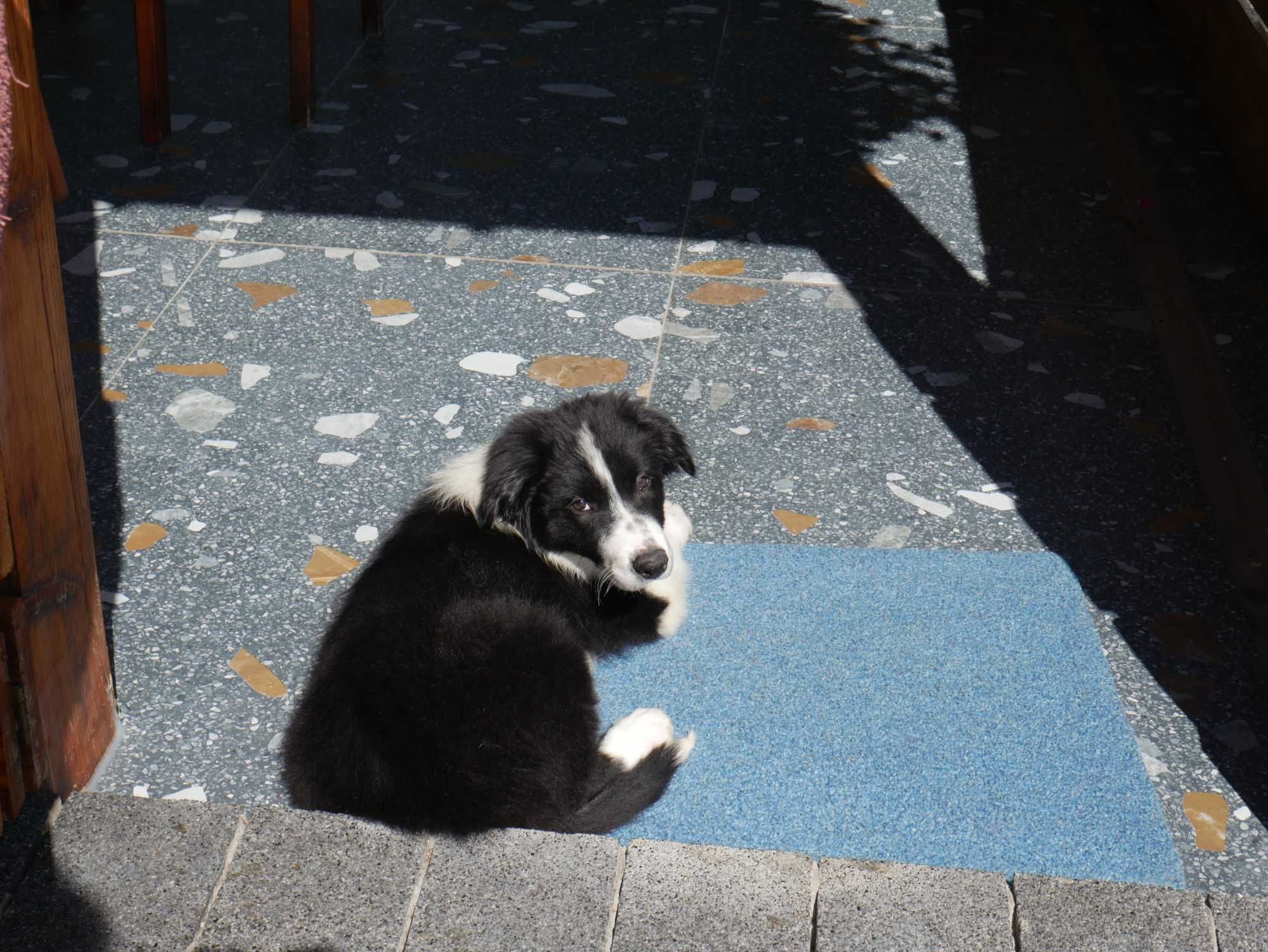 Border Collie - piesek