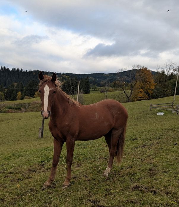 Продається лошиця 1,5 року лиса