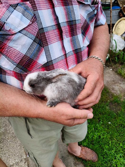 Kroliki miniaturki