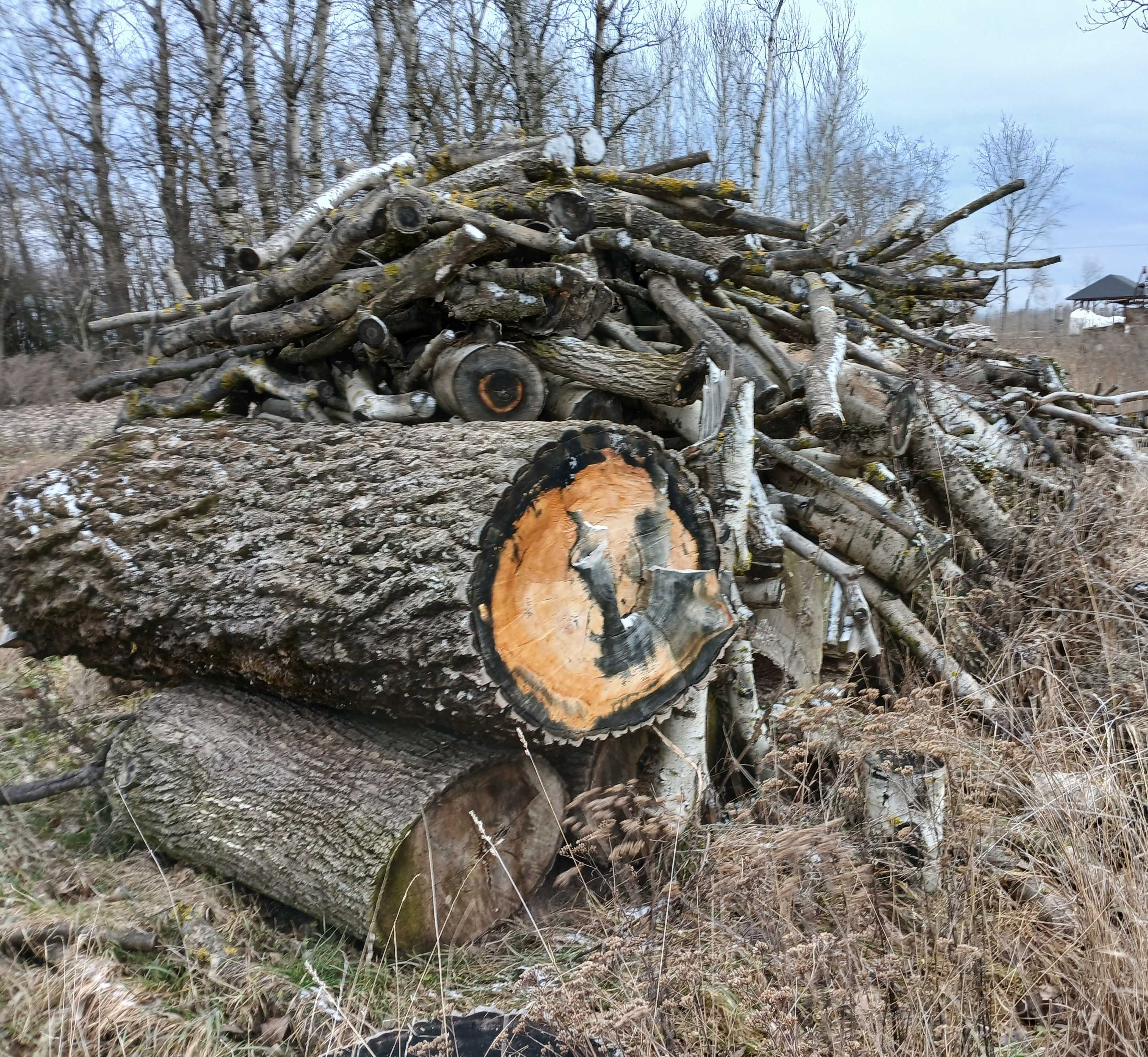 Sprzedam Drzewo Topola (bialodrzew)