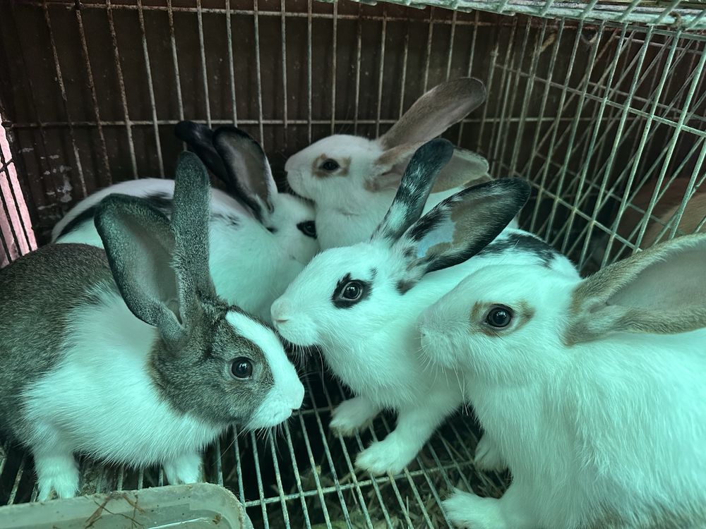 Coelhos caseiros