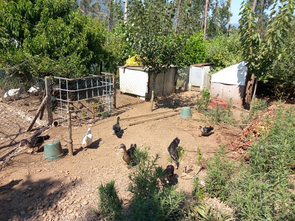 Vários patos mudos caseiros