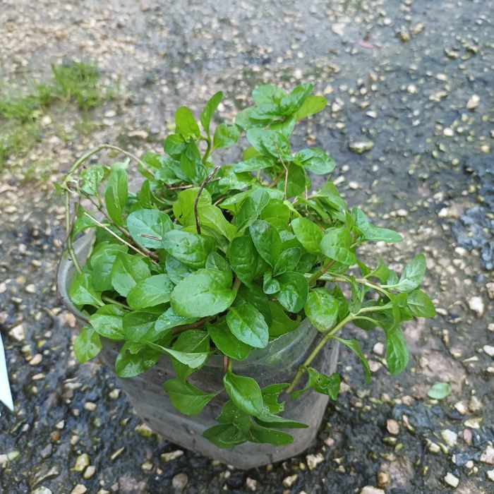 Aromáticas diversas