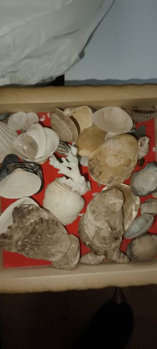 Великі і маленькі мушлі морські