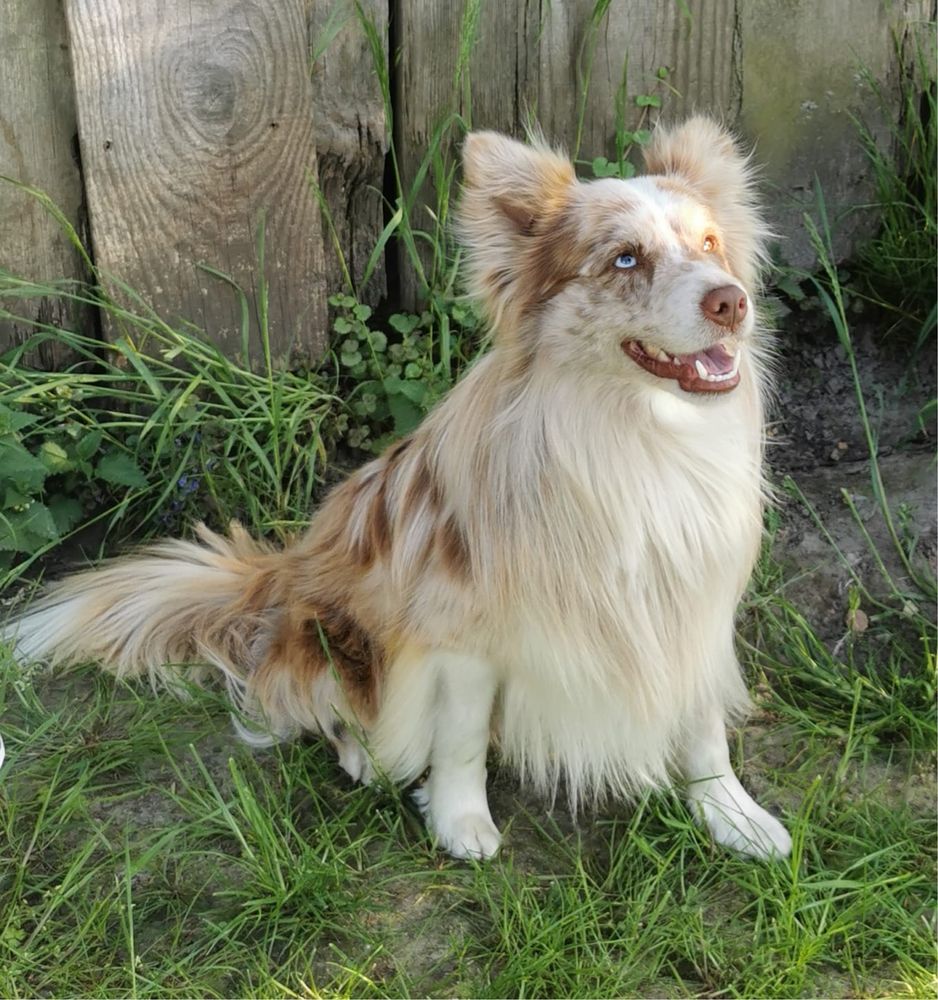 Reproduktor Border Collie