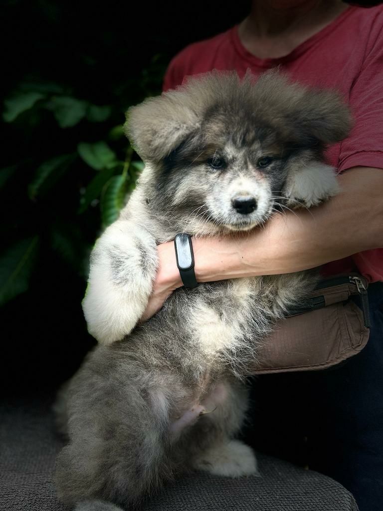 Akita inu-samiec z metryką ZKwP