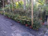 Planta Sebe, Muro Verde, Eugenias