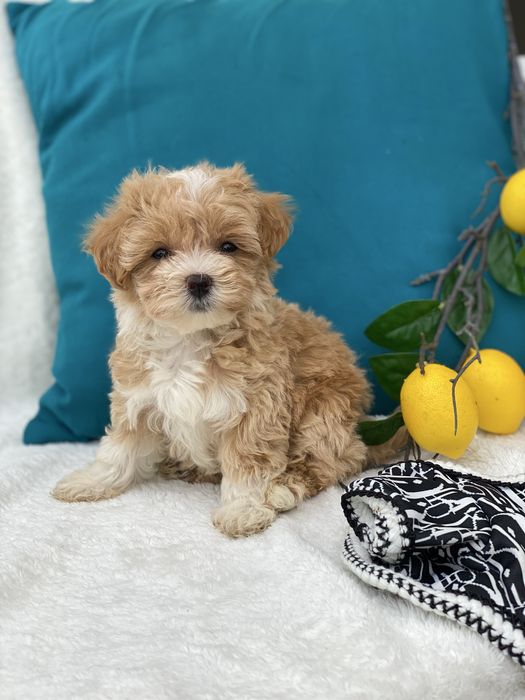 Маленькі міні мальтипу бебі фейс