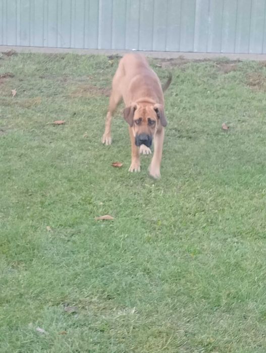 Do adopcji suczka