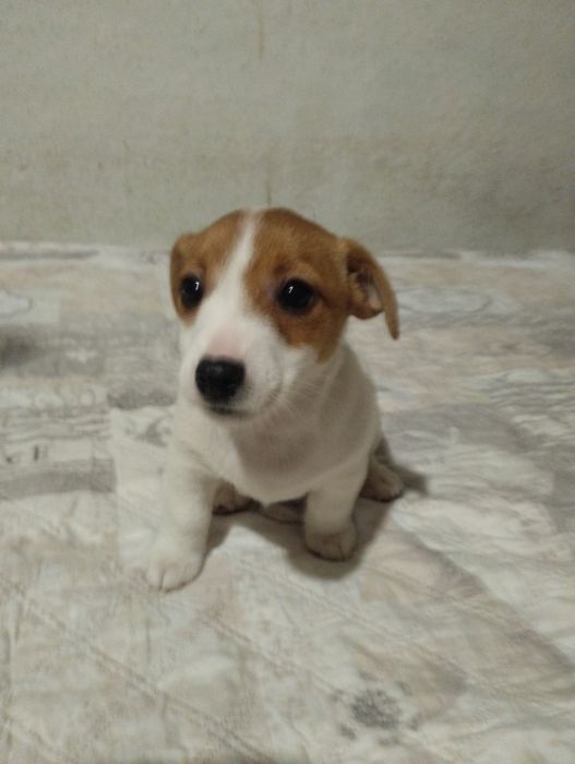 Щенки Джек Рассела Терьера