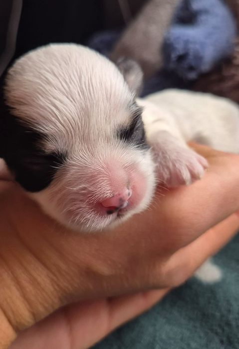 Do Rezerwacji Rocky Morkie