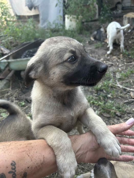 Лінія фронту поруч! Врятуйте хоч по одному, благаю