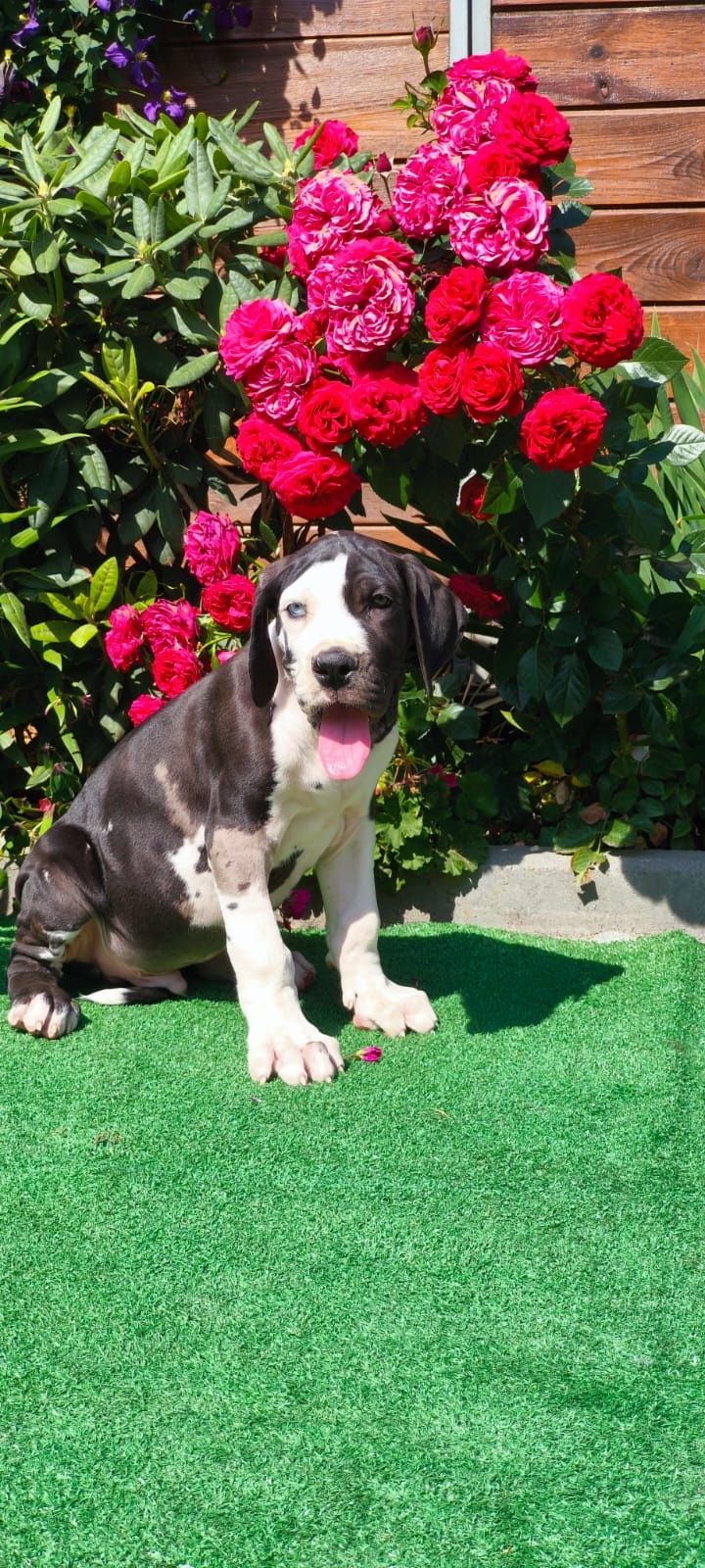 Dog Niemieck gotowy samiec do odbioru