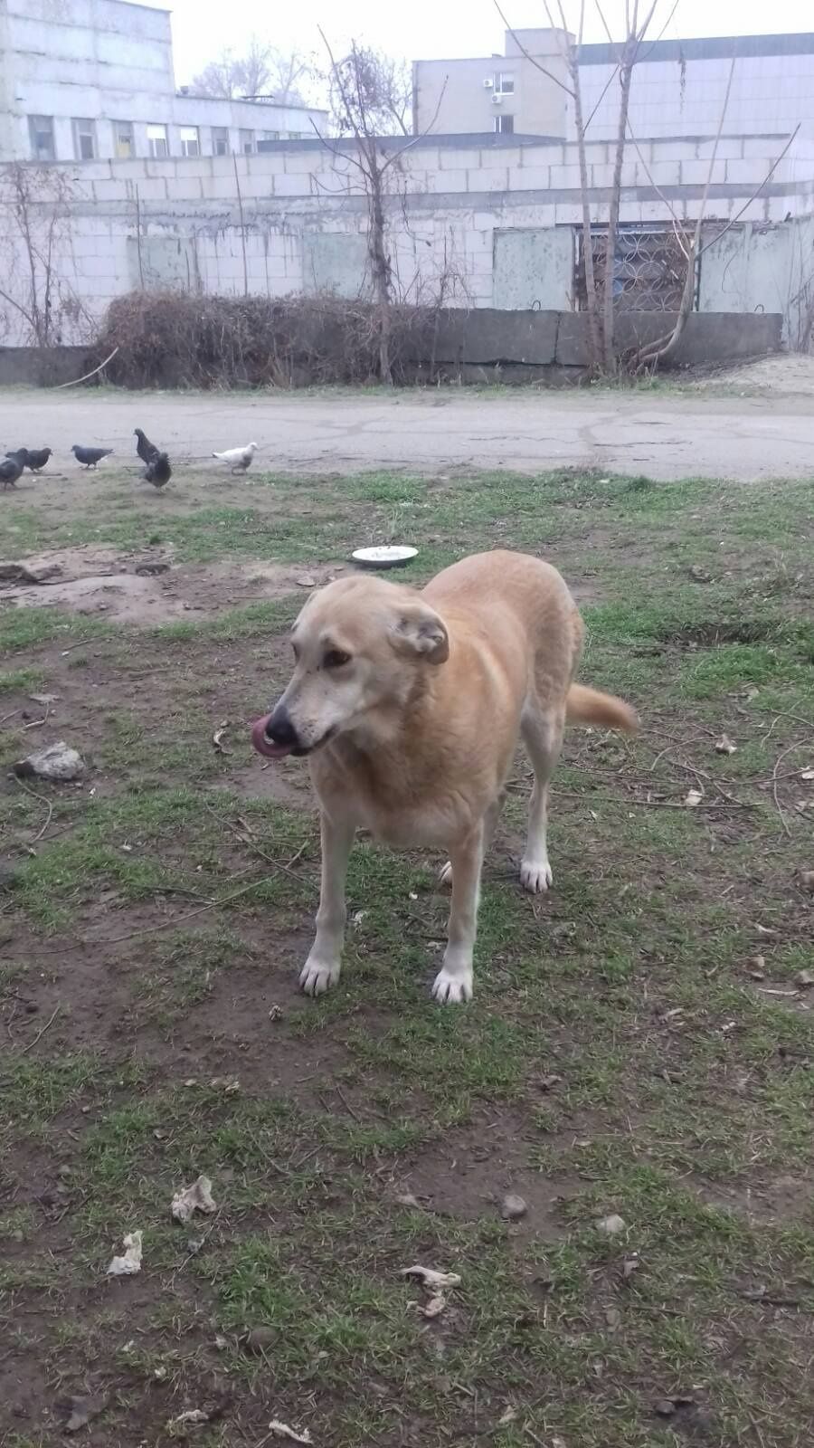 Пропала собака Космос