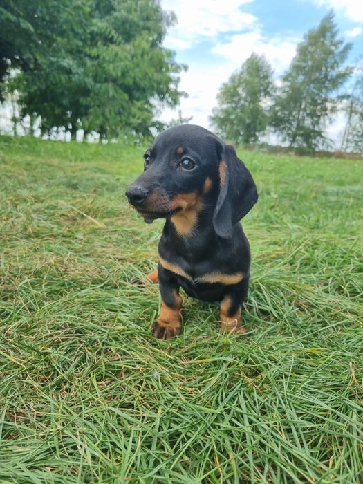 jamnik krótkowłosy