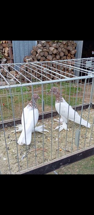 Gołębie Budapesztu czerwone