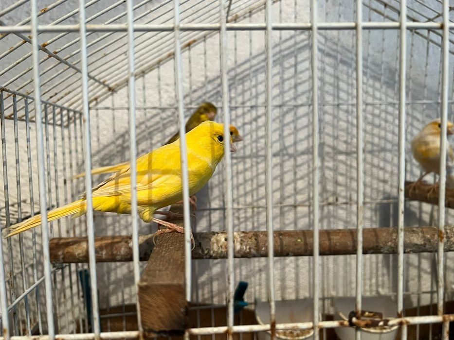 Canaries for sale