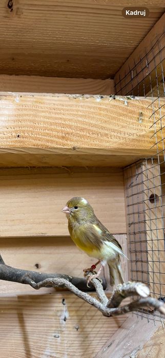 Sprzedam kanarki i inne ptaki