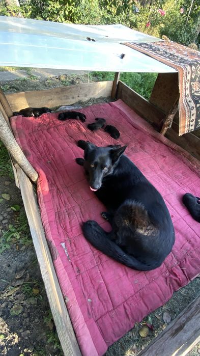 Продаю цуценят бельгійської вівчарки