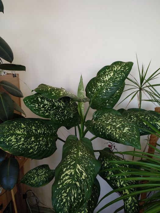 Дифенбахия дифенбахія 90-140 см домашний цветок в горшке Днепр