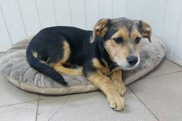 Szczeniaczek słodka Malinka szuka domku