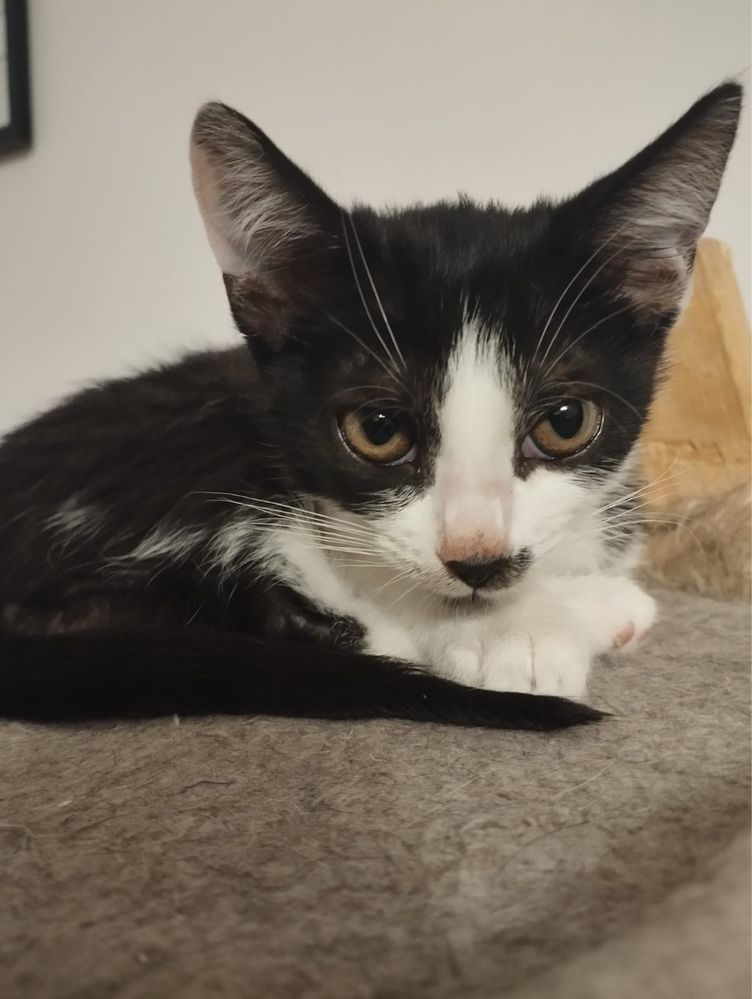 Malutka kotka Gapa do adopcji