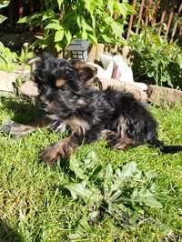 Piesek Yorkshire Terrier