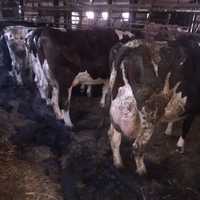 Sprzedam krowy mleczne - likwidacja stada