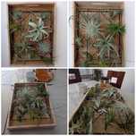 Stojak, taca, kwietnik, żywy obraz, holder, tillandsia, airplants.