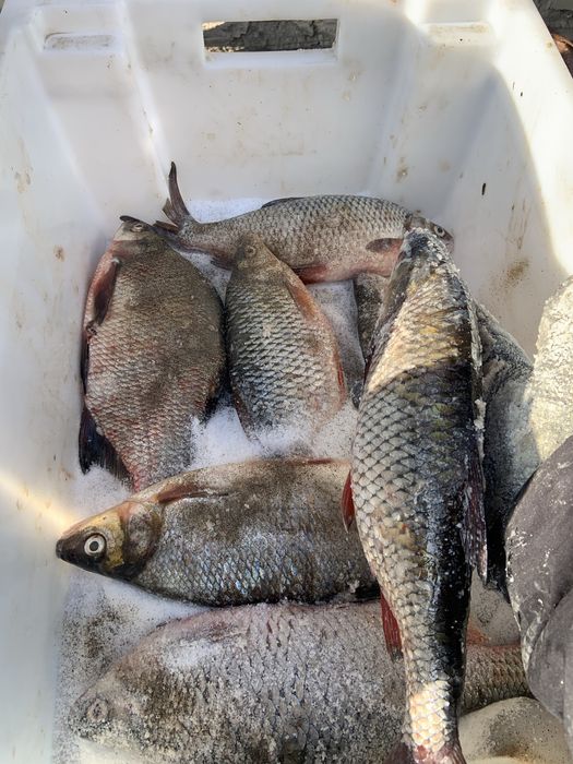 Плотва Судак Густера