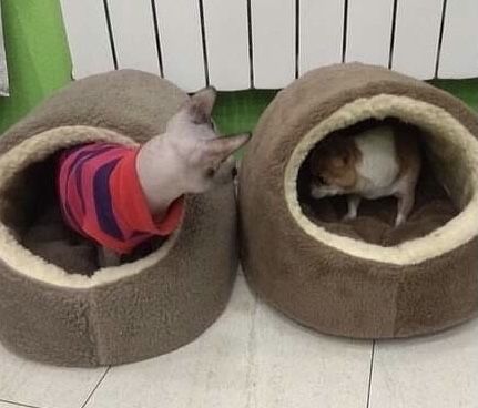 Тепла хутряна хатинка будиночок домик для котика собачки