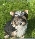 Yorkshire Terrier czarno-podpalany  piesek
