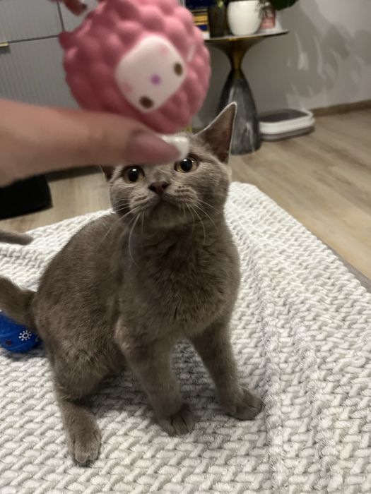 Kocurek brytyjski liliowy GOTOWY NA ODBIOR W KAZDEJ CHWILI