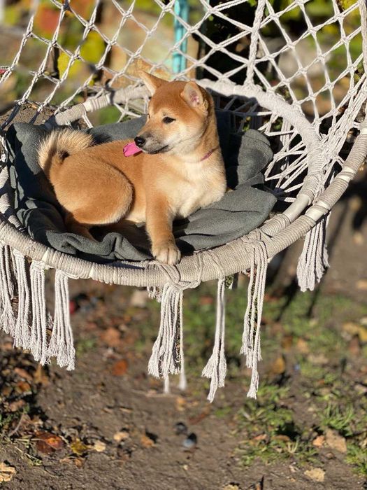 продам цуценят Шиба Ину 3 міс високого класу породи