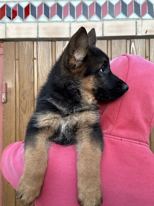 Продам цуценята німецької вівчарки