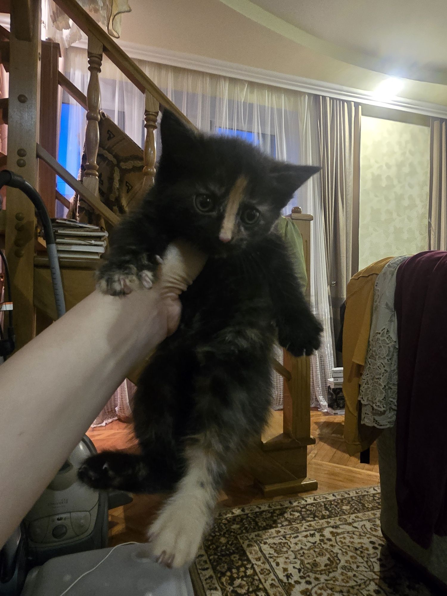 Кошенята в добрі руки